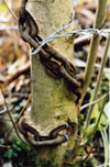 Tree Circus3
